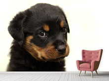 Load image into Gallery viewer, Photo Wallpaper Rottweiler puppy to fall in love