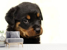 Load image into Gallery viewer, Photo Wallpaper Rottweiler puppy to fall in love