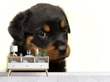 Load image into Gallery viewer, Photo Wallpaper Rottweiler puppy to fall in love