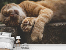 Load image into Gallery viewer, Photo Wallpaper Sleeping cat