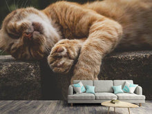 Load image into Gallery viewer, Photo Wallpaper Sleeping cat