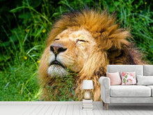 Load image into Gallery viewer, Photo Wallpaper Sleeping lion