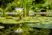Load image into Gallery viewer, Photo Wallpaper Water lily in nature