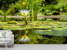 Load image into Gallery viewer, Photo Wallpaper Water lily in nature