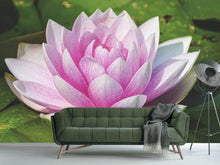 Load image into Gallery viewer, Photo Wallpaper Water lily in pink