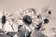 Load image into Gallery viewer, Photo Wallpaper Sunflowers sw