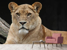 Load image into Gallery viewer, Photo Wallpaper Proud lioness