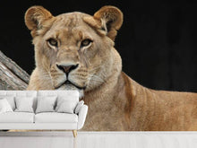 Load image into Gallery viewer, Photo Wallpaper Proud lioness