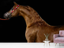 Load image into Gallery viewer, Photo Wallpaper Proud horse