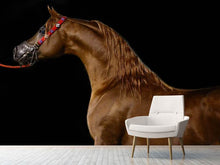 Load image into Gallery viewer, Photo Wallpaper Proud horse