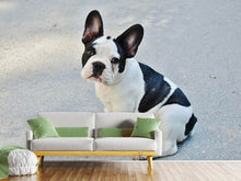 Load image into Gallery viewer, Photo Wallpaper Sweet French Bulldog