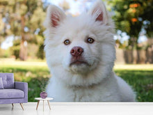 Load image into Gallery viewer, Photo Wallpaper Sweet dog snout