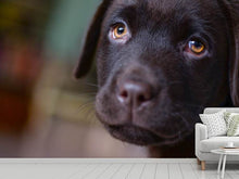 Load image into Gallery viewer, Photo Wallpaper Cute labrador puppy