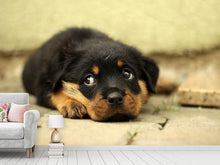 Load image into Gallery viewer, Photo Wallpaper Sweet Rottweiler puppy