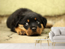 Load image into Gallery viewer, Photo Wallpaper Sweet Rottweiler puppy