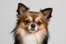 Load image into Gallery viewer, Photo Wallpaper Sweet chihuahua