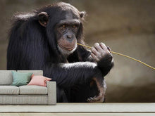 Load image into Gallery viewer, Photo Wallpaper Sweet chimpanzee