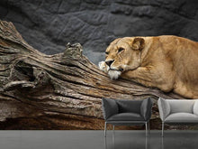 Load image into Gallery viewer, Photo Wallpaper Dreaming lioness