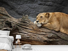Load image into Gallery viewer, Photo Wallpaper Dreaming lioness