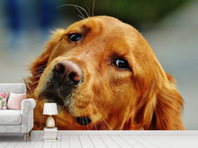 Load image into Gallery viewer, Photo Wallpaper Faithful Irish Setter