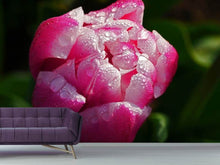 Load image into Gallery viewer, Photo Wallpaper Tulip with morning dew in XL