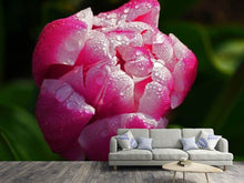 Load image into Gallery viewer, Photo Wallpaper Tulip with morning dew in XL