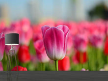 Load image into Gallery viewer, Photo Wallpaper Tulip field in pink-red
