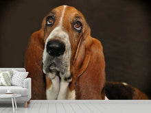 Load image into Gallery viewer, Photo Wallpaper Typical basset