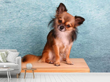 Load image into Gallery viewer, Photo Wallpaper Typical Chihuahua
