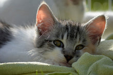 Load image into Gallery viewer, Photo Wallpaper In love with kitten
