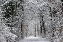 Load image into Gallery viewer, Photo Wallpaper Enchanted winter forest