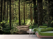 Load image into Gallery viewer, Photo Wallpaper Many trees