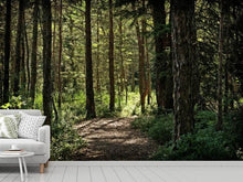 Load image into Gallery viewer, Photo Wallpaper Many trees