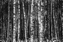 Load image into Gallery viewer, Photo Wallpaper Many birches XL