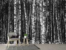 Load image into Gallery viewer, Photo Wallpaper Many birches XL