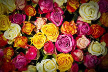 Load image into Gallery viewer, Photo Wallpaper Many colorful rose petals