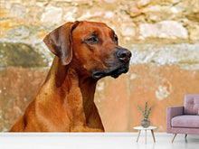 Load image into Gallery viewer, Photo Wallpaper Watchful Rhodesian Ridgeback