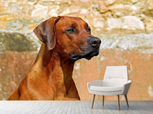 Load image into Gallery viewer, Photo Wallpaper Watchful Rhodesian Ridgeback