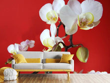 Load image into Gallery viewer, Photo Wallpaper White orchids on red wall