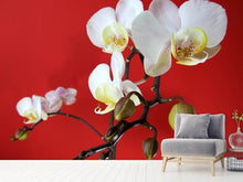 Load image into Gallery viewer, Photo Wallpaper White orchids on red wall