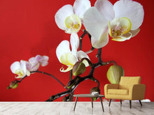 Load image into Gallery viewer, Photo Wallpaper White orchids on red wall