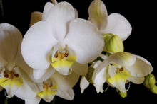 Load image into Gallery viewer, Photo Wallpaper White orchids in bloom