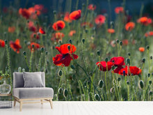 Load image into Gallery viewer, Photo Wallpaper Wild poppy