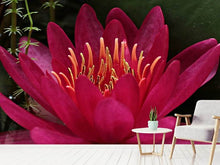 Load image into Gallery viewer, Photo Wallpaper Wonderful water lily