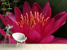 Load image into Gallery viewer, Photo Wallpaper Wonderful water lily