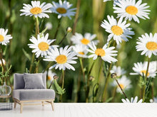 Load image into Gallery viewer, Photo Wallpaper XL daisies