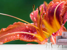 Load image into Gallery viewer, Photo Wallpaper XXL lily in orange