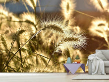 Load image into Gallery viewer, Photo Wallpaper Ornamental grass in the sunlight