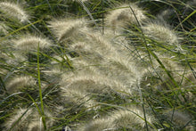 Load image into Gallery viewer, Photo Wallpaper Ornamental grass in the wind