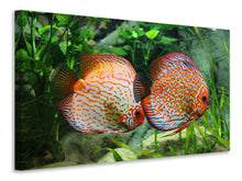 Load image into Gallery viewer, Canvas print 2 fish